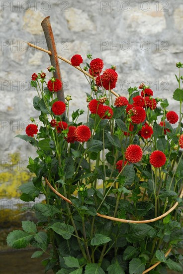 Dahlia