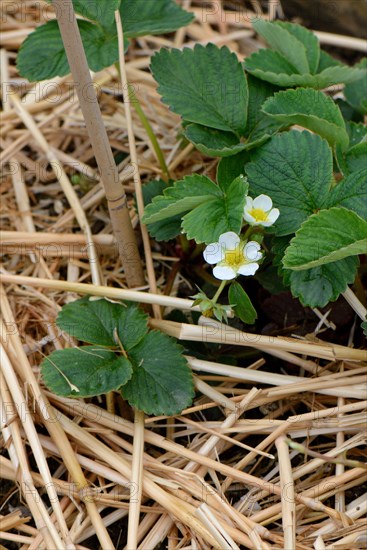 Strawberry plant with straw base