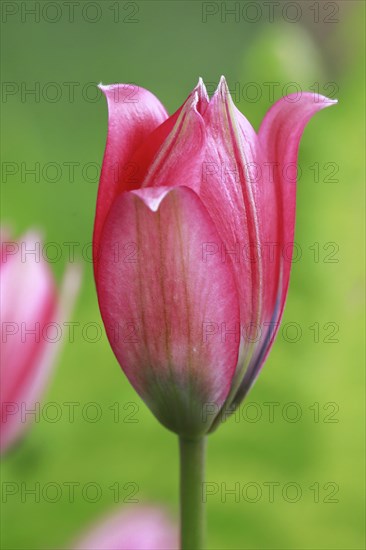 Wild tulips