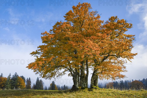 Beech