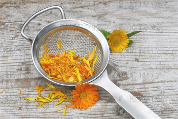 MarigoldsPetals in tea strainer
