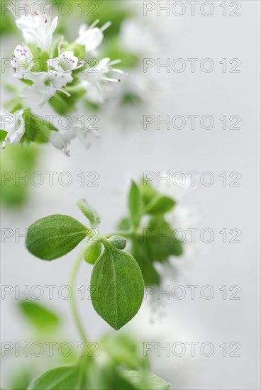 Oregano