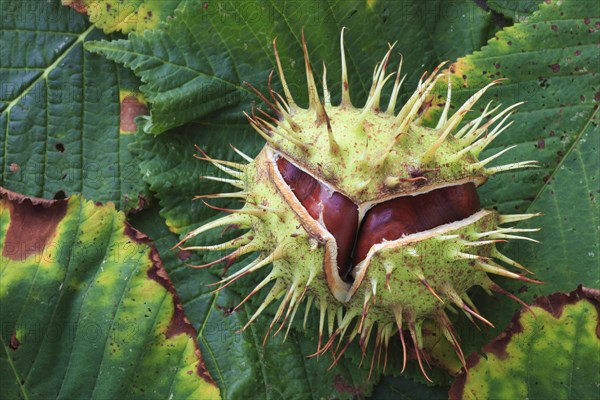 Horse chestnuts