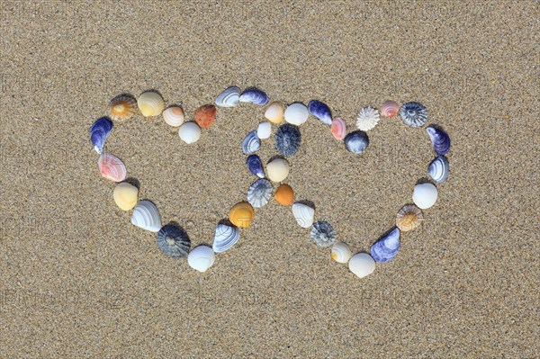 Shells forming double heart shape