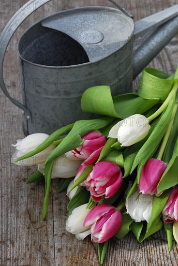 Bouquet of tulips