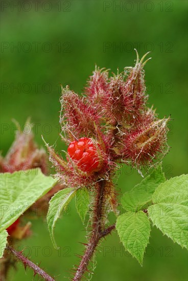 Japanese Wineberry