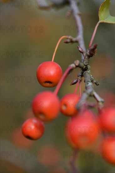 Ornamental apples