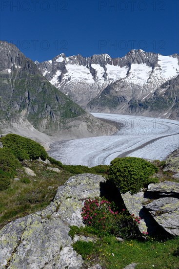 Great Aletsch Glacier