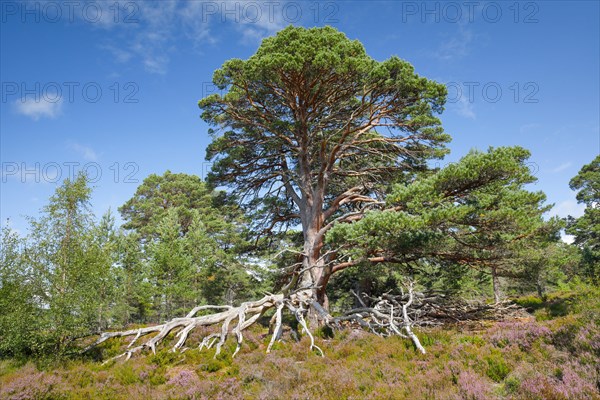 Scots pine