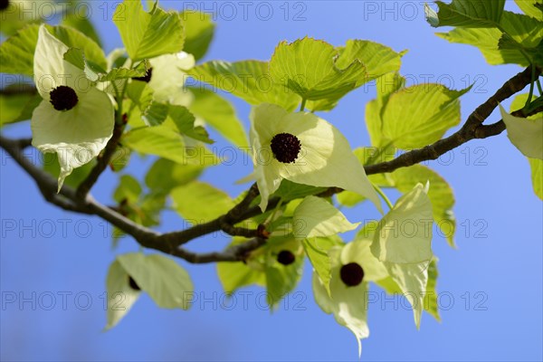 Handkerchief tree