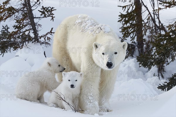 Polar bears