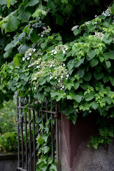 Mountain hydrangea
