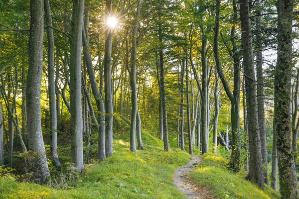 Waldweg