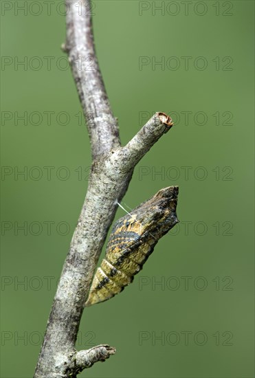 Hatching girdle pupa of a swallowtail butterfly