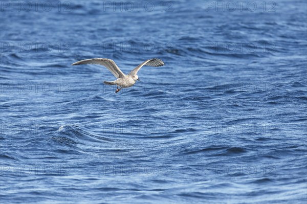Yellow-legged gull