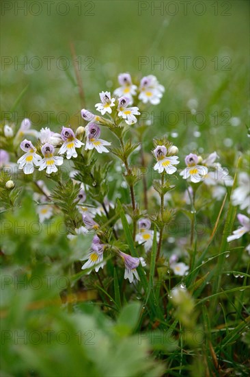 Eyebright