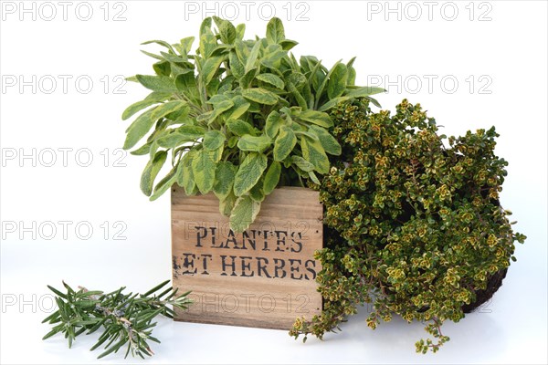 Kitchen herbs