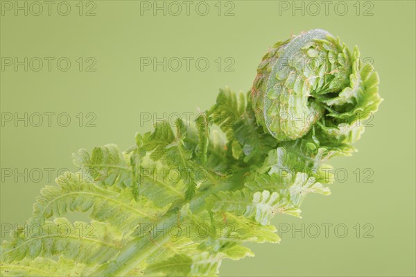 Fern