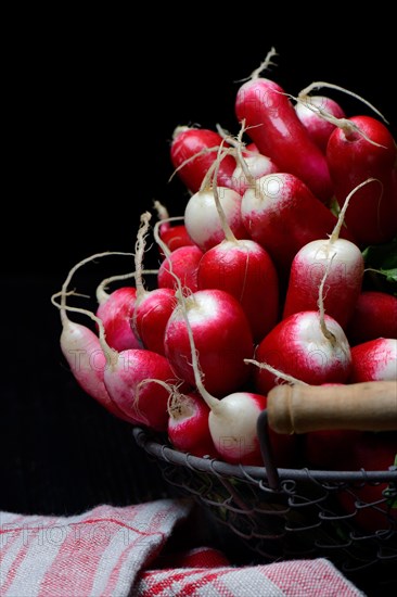 Red-white Red Radish
