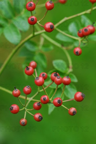 Rose hips of the multiflora rose