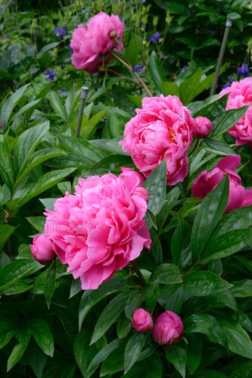 Chinese peony