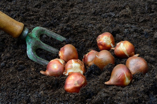 Tulipsonions