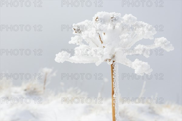 Ice detail on chervil