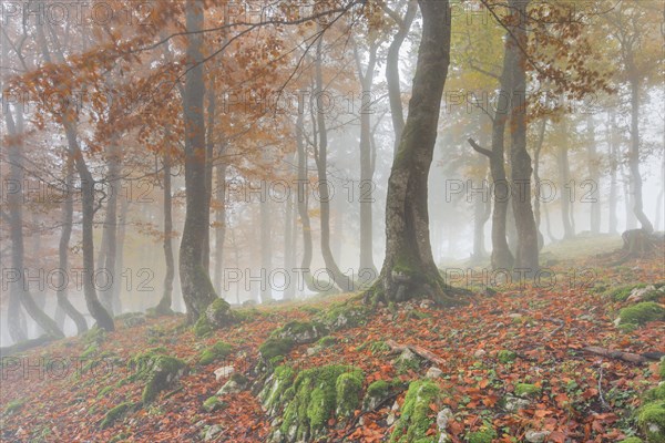 Beech forest in autumn