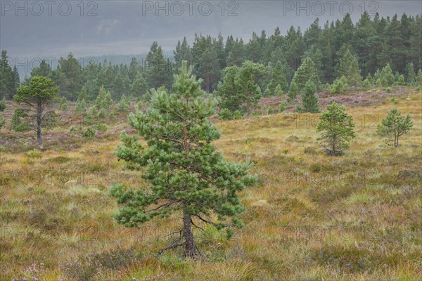 Scots pines and heather