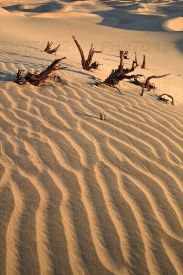 Mesquite Flats Sand Dunes
