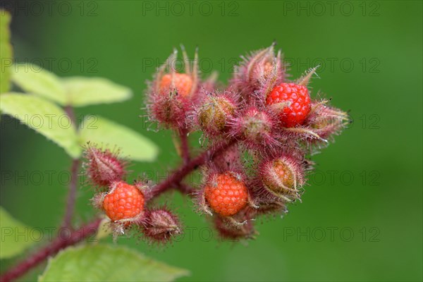 Japanese Wineberry