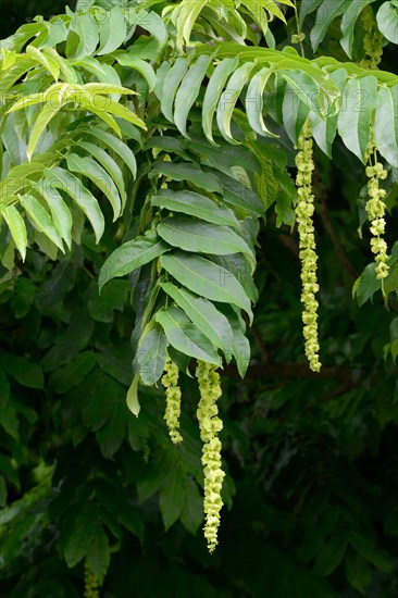 Caucasian wingnut