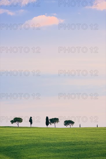 Hilly landscape with wheat fields and cypresses