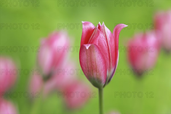 Wild tulips