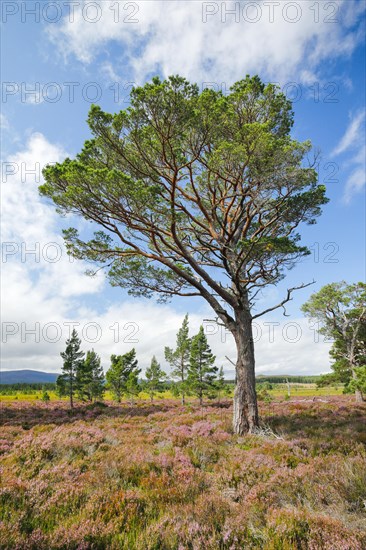 Scots pine
