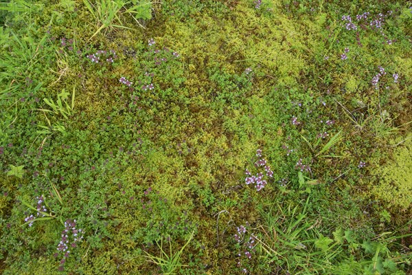 Wild thyme