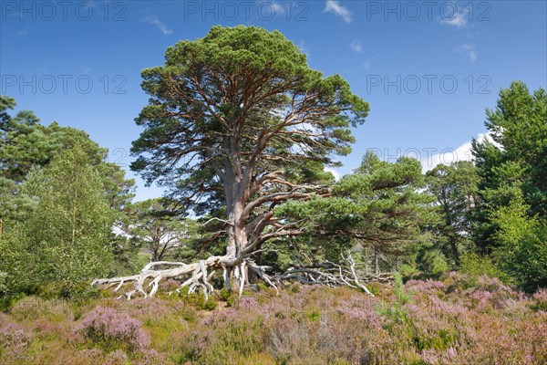 Scots pine