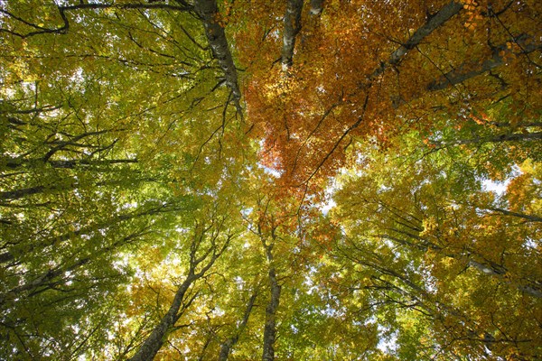 Beech forest in autumn