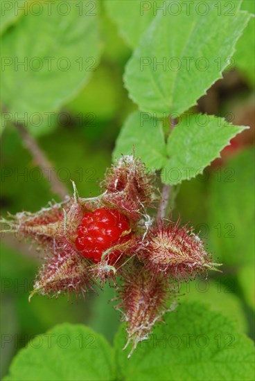 Japanese Wineberry