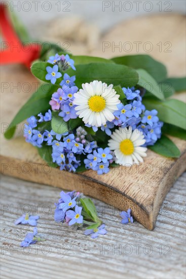 Forget-me-not