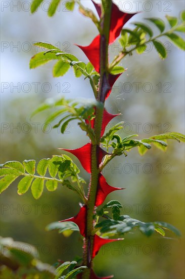 Rosa omeiensis