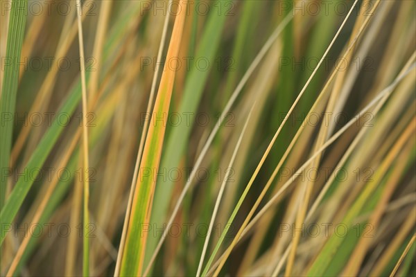 Marram Grass