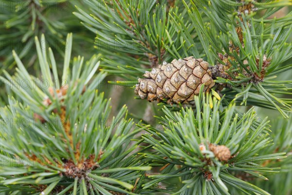 Scots pine
