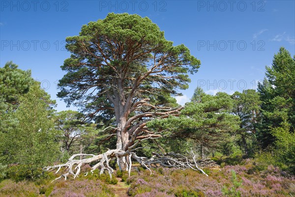 Scots pine