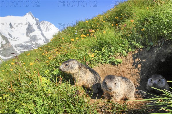 Alpine Marmot