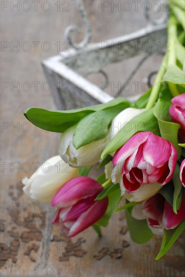 Ostrich tulips