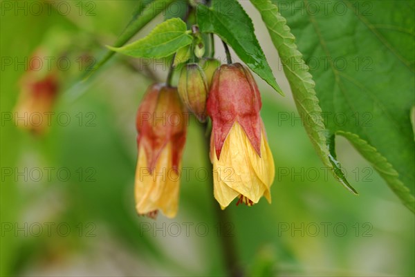 Abutilon varieties