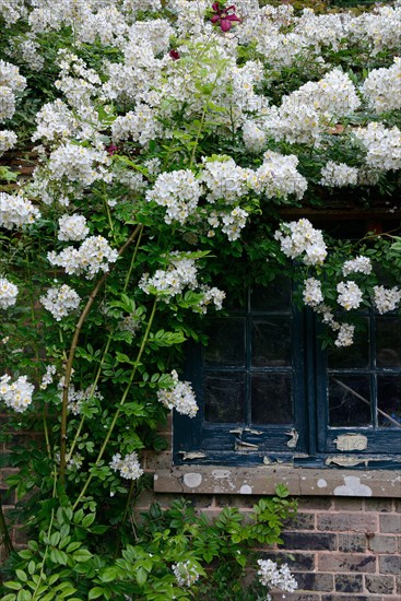 White climbing rose on house with old window