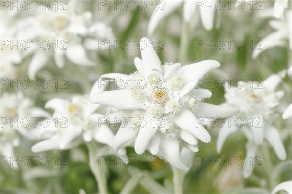 Alpine Edelweiss