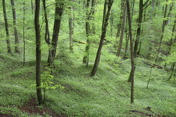 Forest with blooming wild garlic in spring